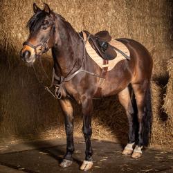 Collier de chasse Deluxe - Harry's Horse