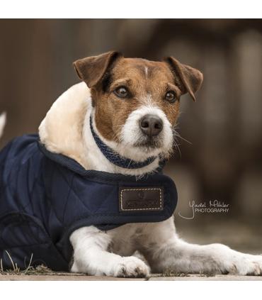 manteau chien promo