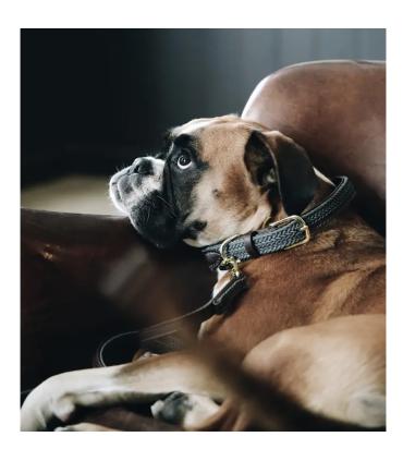 Collier pour chien en nylon tressé - Kentucky