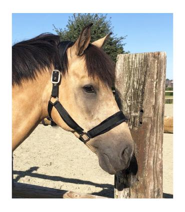 Licol Velvet - Equestre
